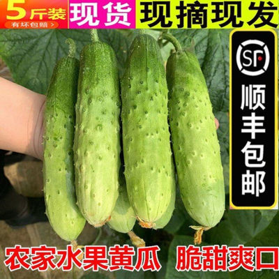 新鲜水果黄瓜脆甜青王瓜嫩小黄瓜