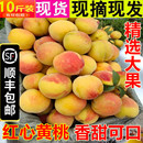 孕妇水果黄金脆甜桃子 顺丰 包邮 10斤新鲜锦绣黄桃红心桃子当季
