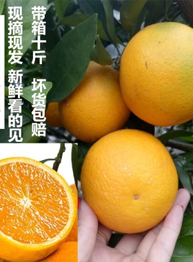 助农湖北新鲜甜橙秭归橙子伦晚脐橙无籽橙孕妇宝宝生鲜水果10斤邮
