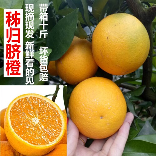 摘新鲜橙子秭归甜橙生鲜水果包邮