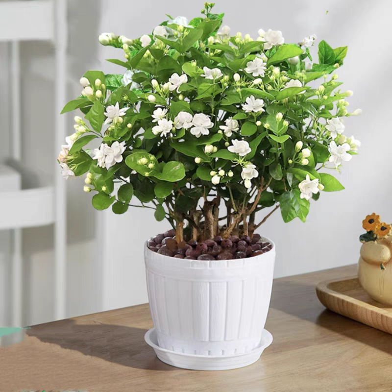 三叶轮生虎头茉莉苗 茉莉花盆栽 庭院阳台芳香茉莉大花重瓣