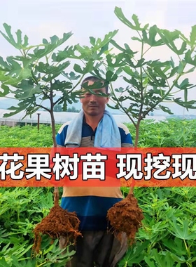 无花果苗特大波姬红南方北方四季阳台盆栽种植水果果树苗当年结果