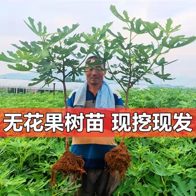 无花果苗特大波姬红南方北方四季阳台盆栽种植水果果树苗当年结果