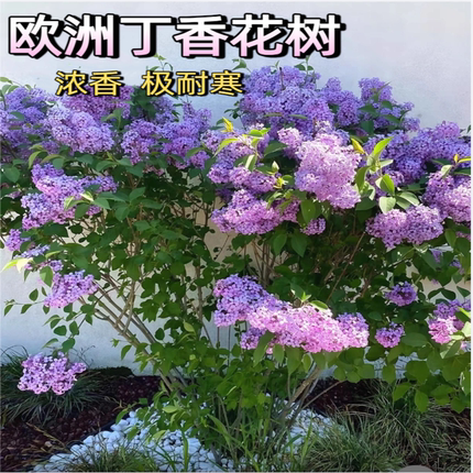 丛生丁香花树苗别墅庭院丁香花苗大型耐寒绿化浓香花卉风景树盆栽
