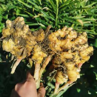 农家自种高山小黄姜老姜39.8元5斤包邮