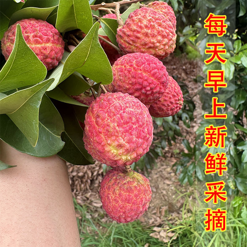 增城妃子笑荔枝新鲜现摘百年老树当天摘当天发空运冷链