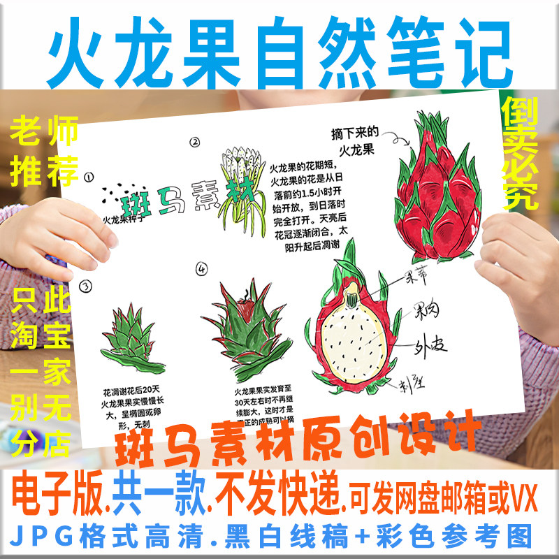 f035火龙果自然笔记涂色描线空白小学生水果成长记手抄报电子模板