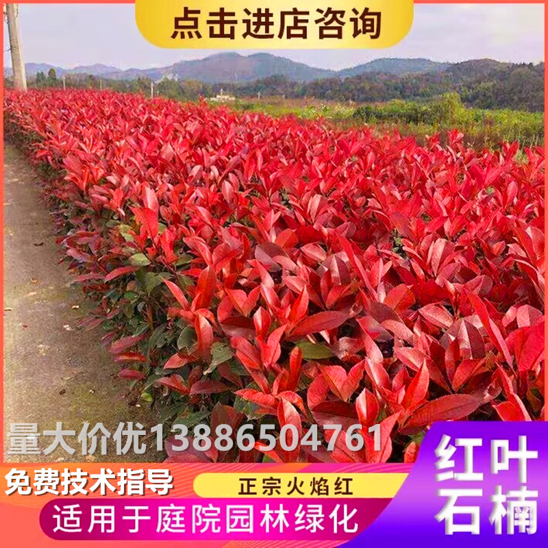 红叶石楠树苗红继木苗金森女贞苗庭院绿化植物四季常青篱笆苗 鲜花速递/花卉仿真/绿植园艺 观叶 /花灌木 原图主图