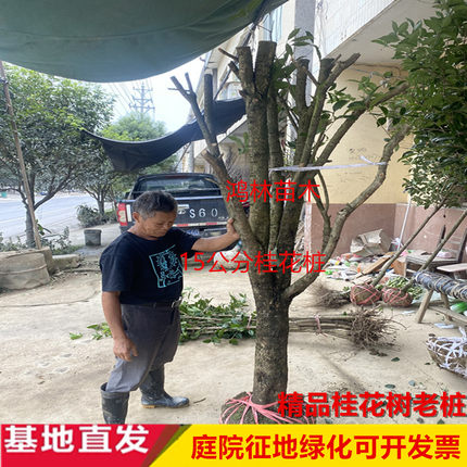 桂花树丹桂金桂朱砂桂浓香型原生桂花树四季常青庭院绿化植物