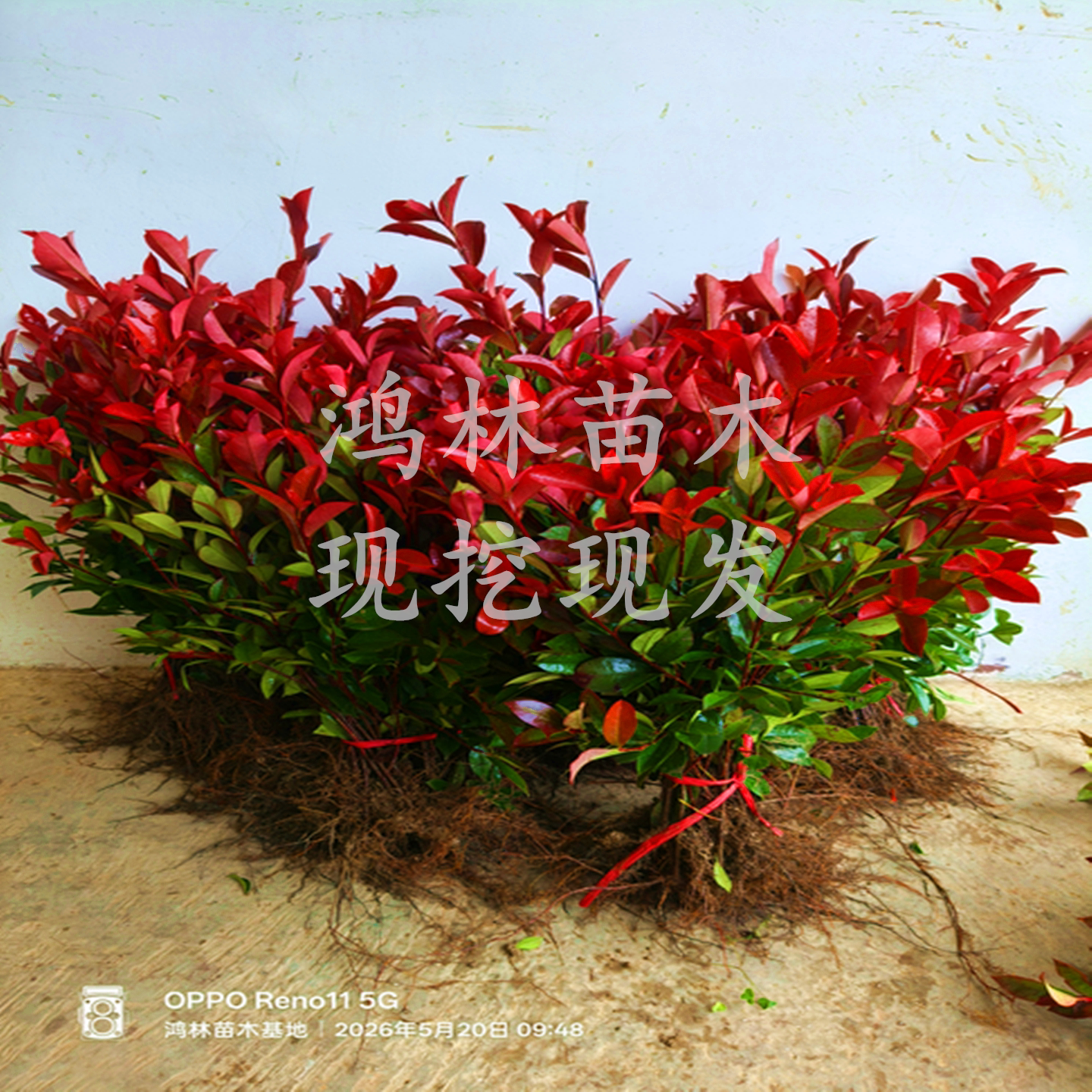 红叶石楠苗四季常青庭院绿篱植物