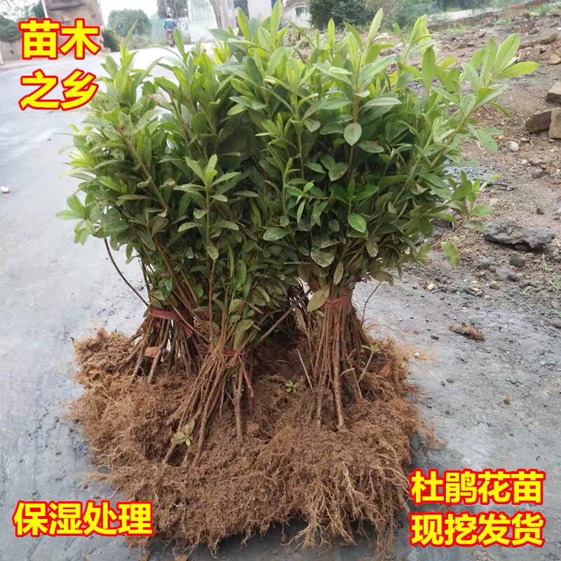 庭院绿化植物四季常青园林绿化