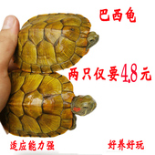 乌龟活物宠物龟观赏适合家养 活体小乌龟苗巴西龟金钱情侣黄金龟