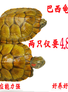乌龟活物宠物龟观赏适合家养的活体小乌龟苗巴西龟金钱情侣黄金龟