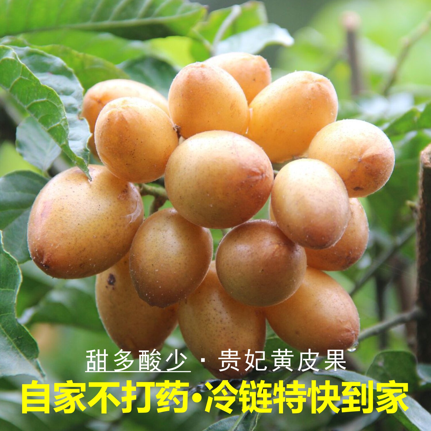 高州贵妃新鲜黄皮果现货现摘酸甜开胃广东茂名孕妇高端水果一整箱