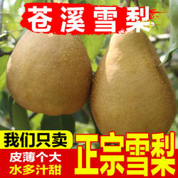 四川广元苍溪雪梨称坨梨施家梨黄皮梨应季新鲜翠冠梨当季水果整箱