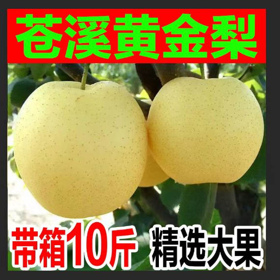 四川广元苍溪黄金梨8斤 10斤黄皮梨应季水果新鲜采摘非脆冠雪梨