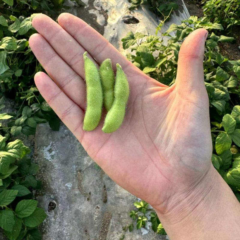 吴叔叔本地新鲜毛豆3斤/5斤/蔬菜组合装,水产肉类/新鲜蔬果/熟食,新鲜豆类,淘宝优惠券,粉丝福利购,淘宝优惠卷