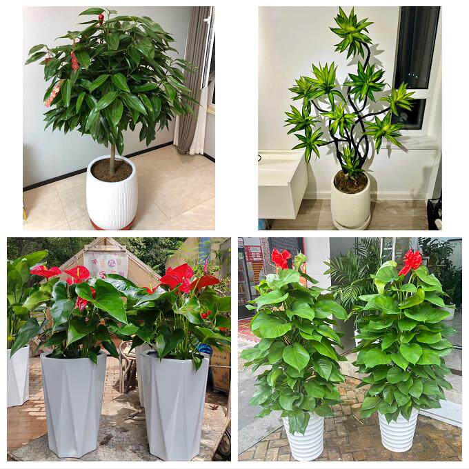 开业乔迁绿植发财树绿萝送盐城市响水县滨海县阜宁县同城花店配送