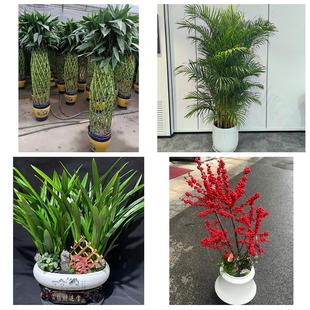 送鹰潭市月湖区余江县贵溪市同城绿植店送发财树幸福树开业入新居