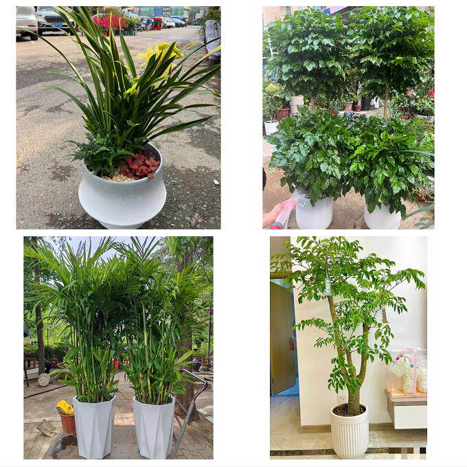 开业乔迁绿植发财树绿萝东莞市大朗黄江镇清溪塘厦镇同城花店配送