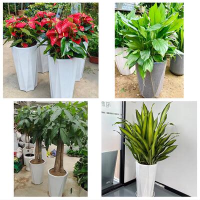 宁夏省固原市原州区西吉隆德县花店同城送发财树公司开业乔迁绿植