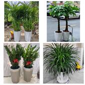 开业乔迁绿植发财树绿萝延边州龙井和龙市汪清安图县同城花店配送