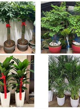 包头白云鄂博矿九原区固阳县花卉店同城配送开业绿植发财树幸福树