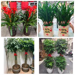 保定市蠡县顺平县博野县雄县花卉店同城配送开业绿植发财树幸福树