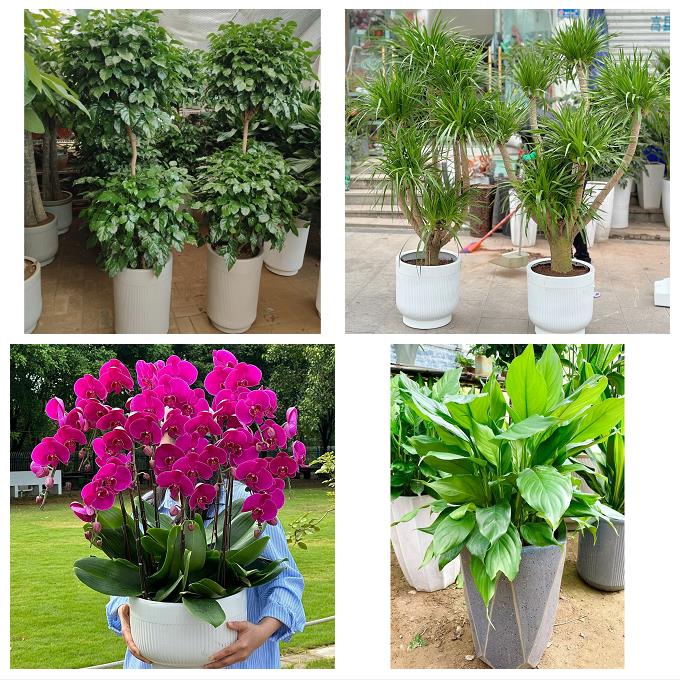 内蒙古呼和浩特和林格尔武川县花店同城送发财树公司开业乔迁绿植