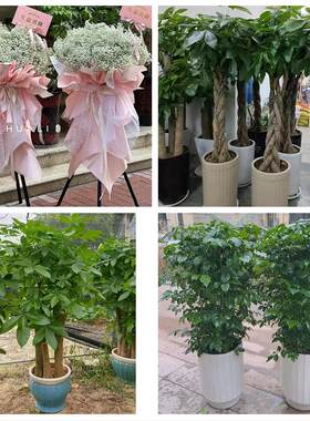苏州市张家港市昆山市太仓市同城花店订鲜花大麦开业花篮店铺开张