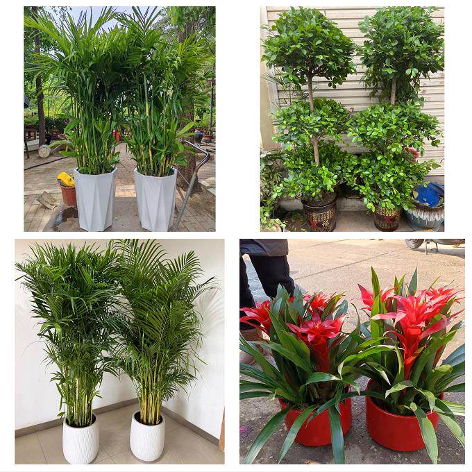 开业乔迁绿植发财树绿萝葫芦岛市连山区龙港区南票区同城花店配送