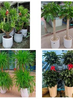 南京市浦口区栖霞区雨花台区同城花店送开业乔迁绿植发财树幸福树