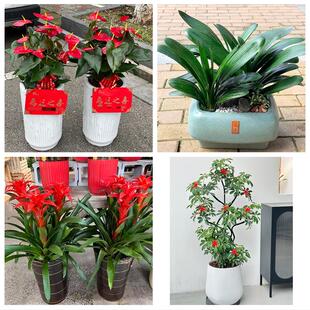 送宜宾市翠屏区南溪区宜宾县花卉店同城配送开业绿植发财树幸福树
