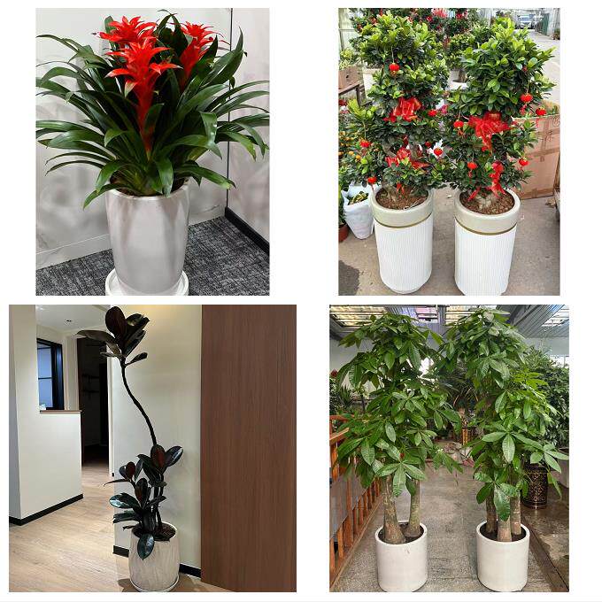 开业乔迁绿植发财树绿萝抚州市溪县资溪县东乡广昌县同城花店配送