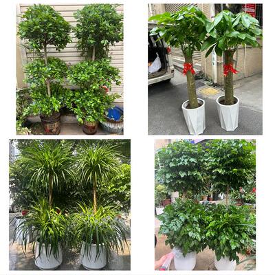 开业乔迁绿植发财树绿萝南昌市东湖区西湖区青云谱区同城花店配送
