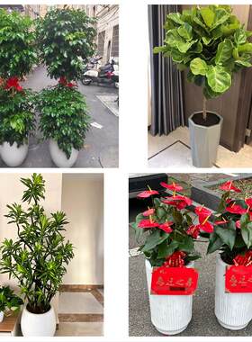 牡丹江市宁安市穆棱市东宁市花卉店同城配送开业绿植发财树幸福树