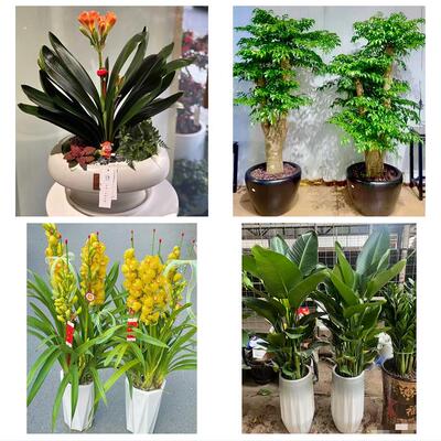 贵阳市南明云岩区花溪乌当区同城绿植店送发财树幸福树开业入新居