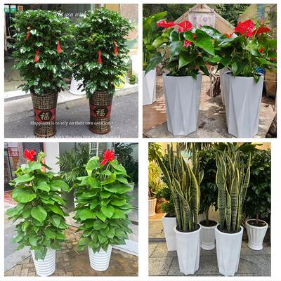 开业乔迁绿植发财树绿萝合肥市肥东肥西庐江县巢湖市同城花店配送