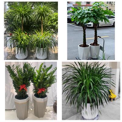 开业乔迁绿植发财树绿萝忻州市忻府区定襄五台县代县同城花店配送