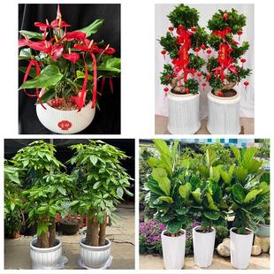 怒江州泸水市福贡贡山兰坪县同城绿植店送发财树幸福树开业入新居