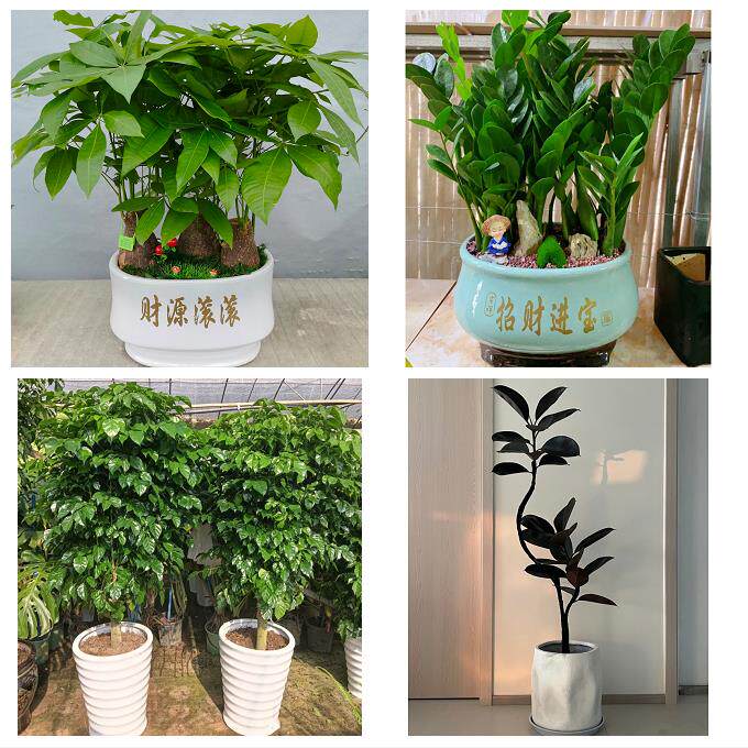 送济南市历下区市中区槐荫区同城花店送开业乔迁绿植发财树幸福树