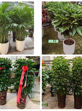 临汾市洪洞县古县安泽浮山县同城绿植花店公司开业送发财树金钱树