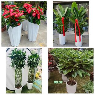聊城东昌府区阳谷茌平县莘县同城绿植花店公司开业送发财树金钱树