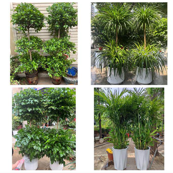 开业乔迁绿植发财树绿萝送南昌市新建区安义县进贤县同城花店配送