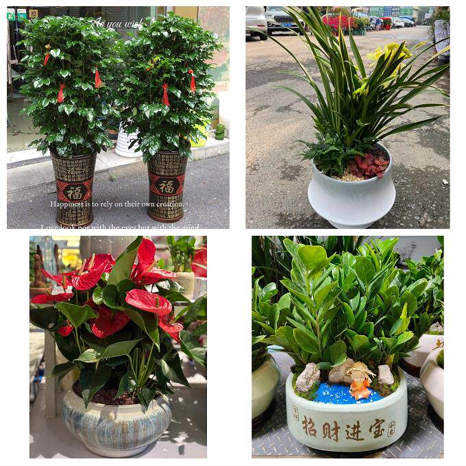 开业乔迁绿植发财树绿萝送衢州市开化县龙游县江山市同城花店配送