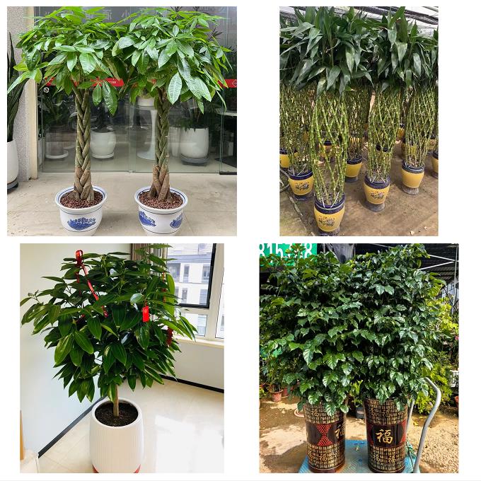 漳州市南靖平和华安县龙海市花卉店同城配送开业绿植发财树幸福树