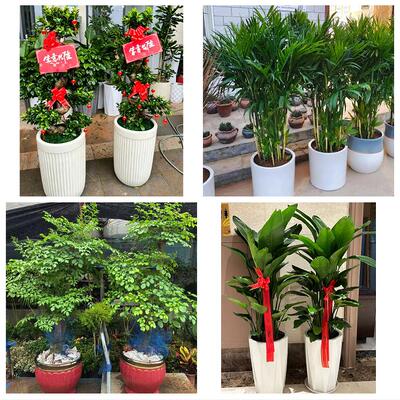 送柳州市柳江区柳城县鹿寨县花卉店同城配送开业绿植发财树幸福树