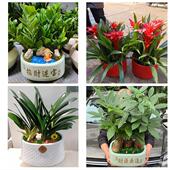 开业乔迁绿植发财树绿萝成都市锦江青羊区金牛武侯区同城花店配送