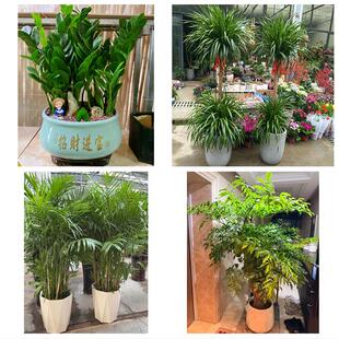 四平市伊通县公主岭市双辽市同城绿植花店公司开业送发财树金钱树