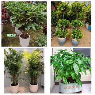 三明市将乐泰宁建宁县永安市同城绿植花店公司开业送发财树金钱树